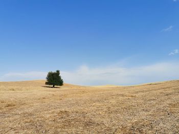 Trees on field against blue sky