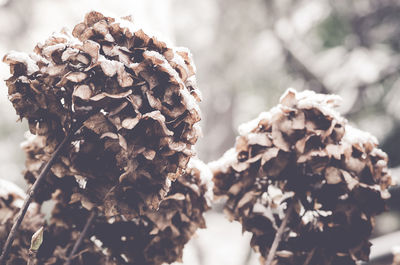 Close-up of pine cone during winter