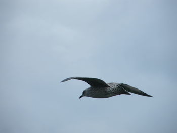 Low angle view of bird flying against sky