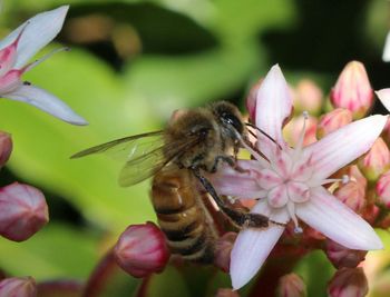 Close-up of bee pollinating on pink flower