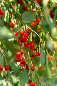 fruit