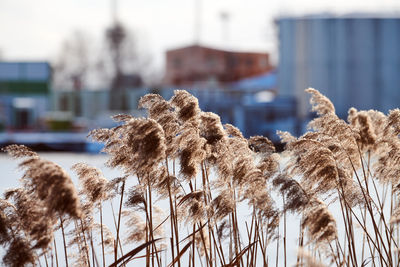 Dry reed stalks growing on banks of river, industrial background. river cane thicket, close up.