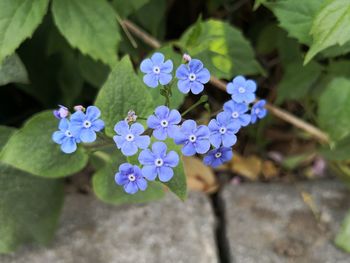 Close-up of blue flowering plant