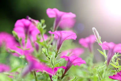 Close-up of pink flowering plant