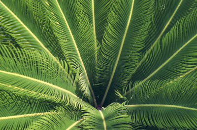 Full frame shot of palm tree leaves