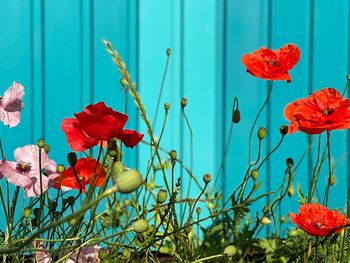 Close-up of red poppy flowers