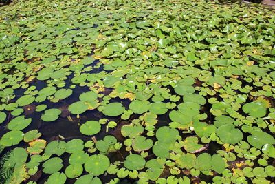 Full frame shot of water lily leaf