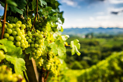 Close-up of grapes growing in vineyard