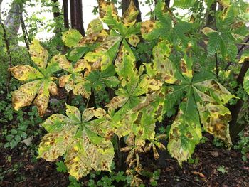Close-up of fresh green plants