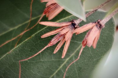 Close-up of insect on leaf