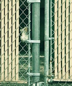 Bird perching on brick wall