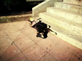 High angle portrait of black dog sitting on tiled floor