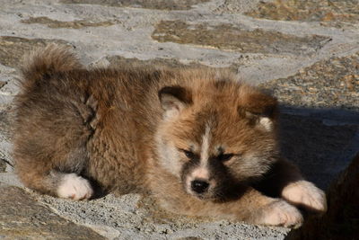 Close-up portrait of a sleeping