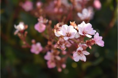 Close-up of pink flowers on tree