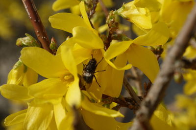 Close-up of bee pollinating on yellow flower