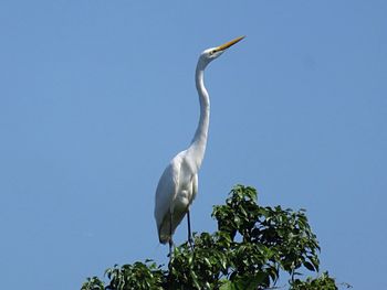 Low angle view of gray heron perching on tree against sky