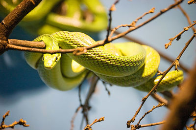 Close-up of lizard on tree