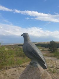 View of bird on land against sky