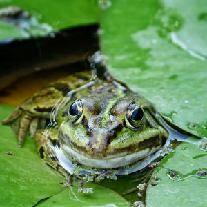 Close-up of frog in lake