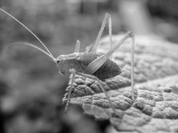 Close-up of insect