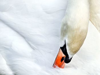 High angle view of swan