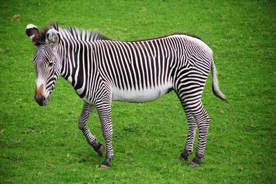 Zebra standing in a field