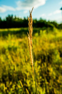 Close-up of plants growing in field