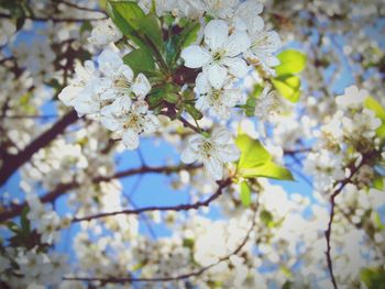 Low angle view of apple blossoms in spring