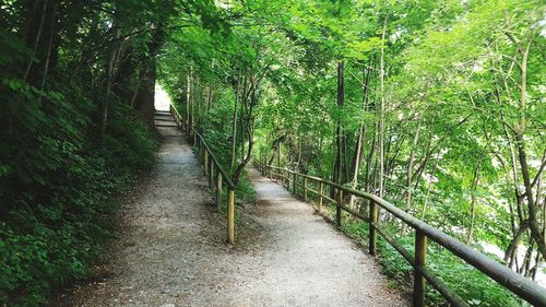 Walkway amidst trees in forest