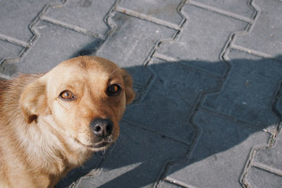 High angle portrait of dog