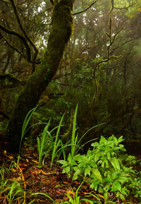 Trees in forest