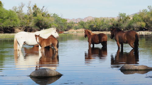 Horses in a lake