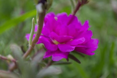 Close-up of pink flower