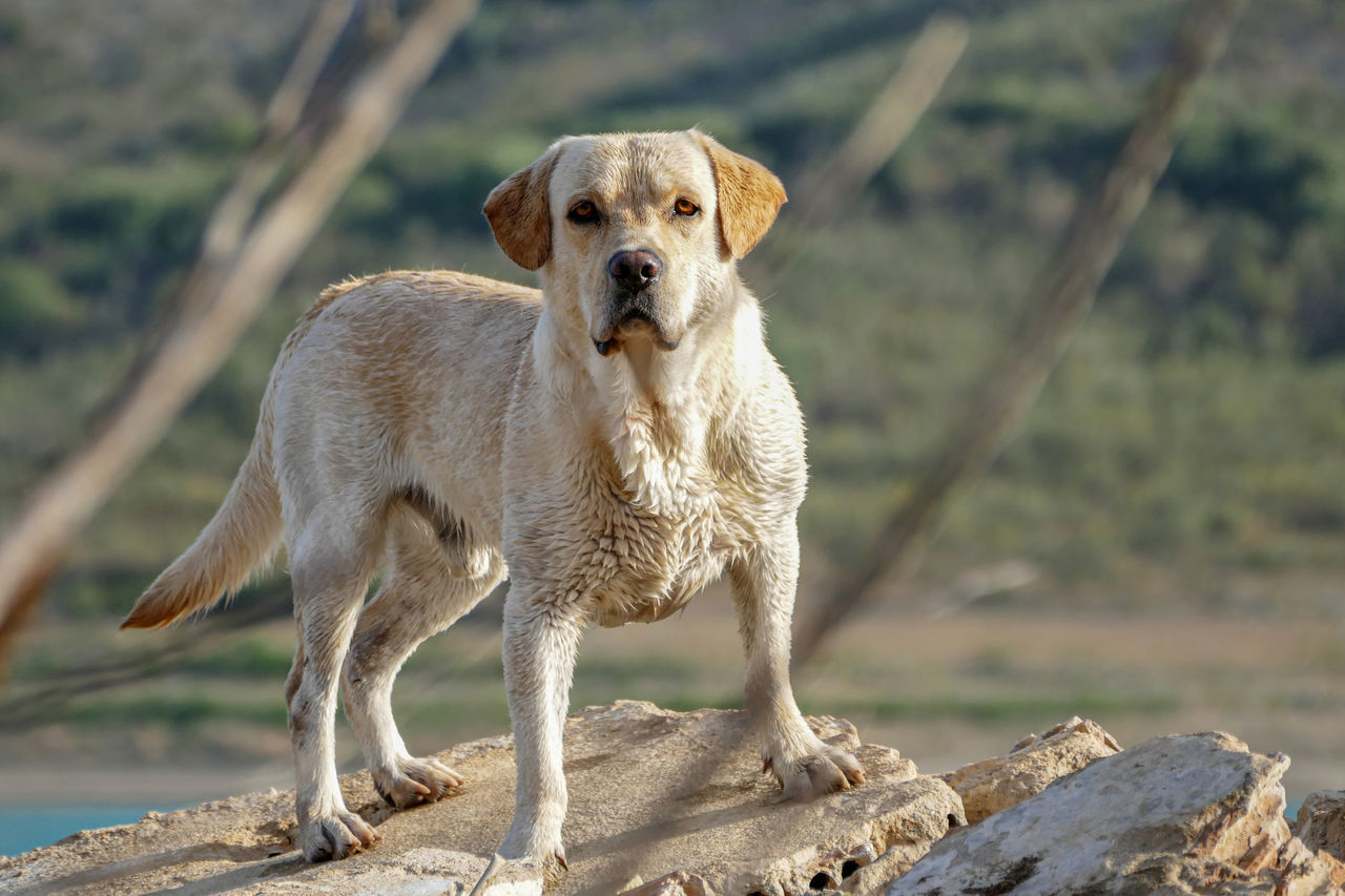 PORTRAIT OF DOG LOOKING AT CAMERA