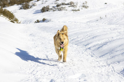 Dogs on snow covered field