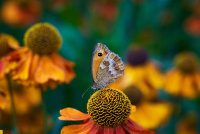 Close-up of butterfly on flower