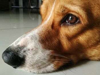 Close-up of dog looking away