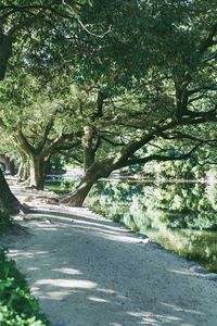 Road amidst trees in park