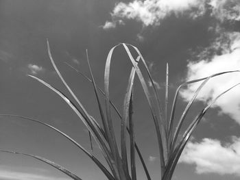 Close-up of stalks against sky