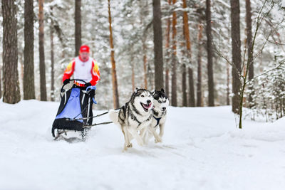 Two dogs on snow covered land