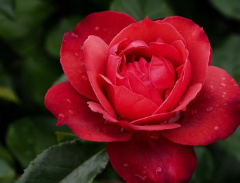 Close-up of red rose blooming outdoors