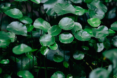 Close-up of raindrops on leaves