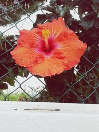 Close-up of orange flower against trees