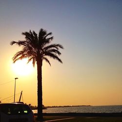 Palm trees at sunset