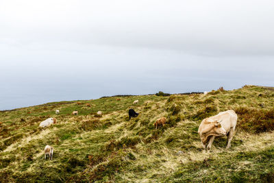 Cow grazing in a field