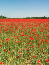 Red poppies blooming in field