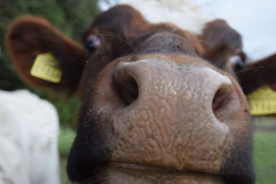 Close-up portrait of cow