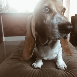 Close-up of dog sitting at home