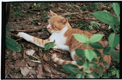 Cat sitting by plants