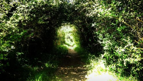 Trees in forest